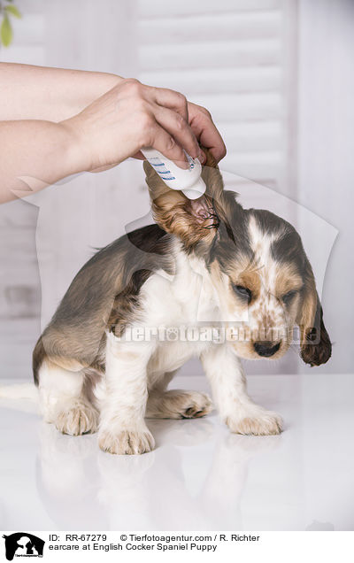 earcare at English Cocker Spaniel Puppy / RR-67279