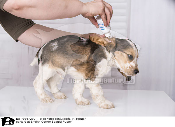 earcare at English Cocker Spaniel Puppy / RR-67280