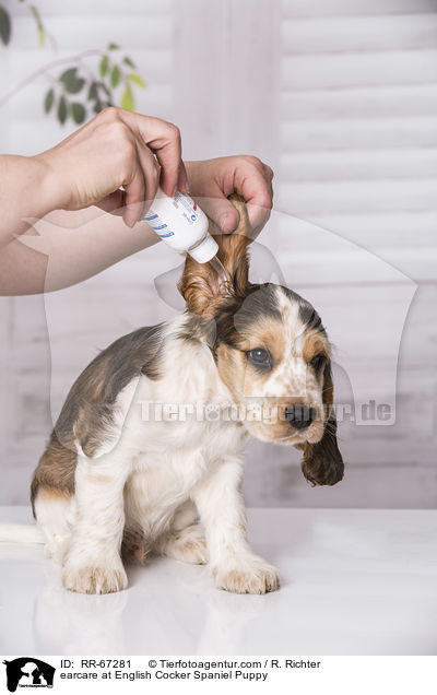 earcare at English Cocker Spaniel Puppy / RR-67281
