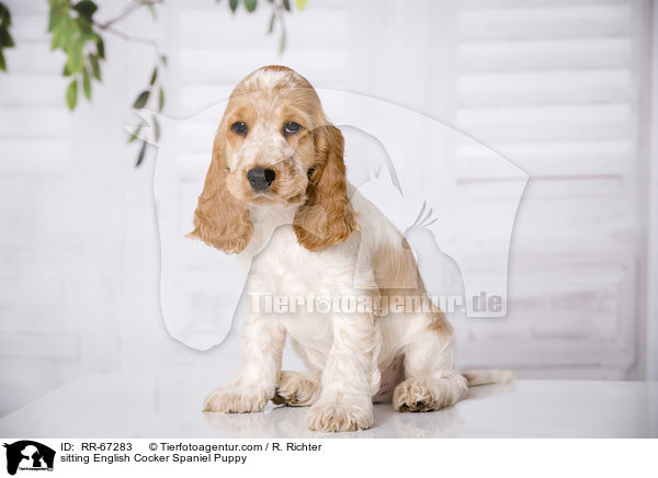 sitting English Cocker Spaniel Puppy / RR-67283
