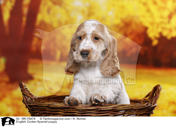 English Cocker Spaniel puppy / RR-76878