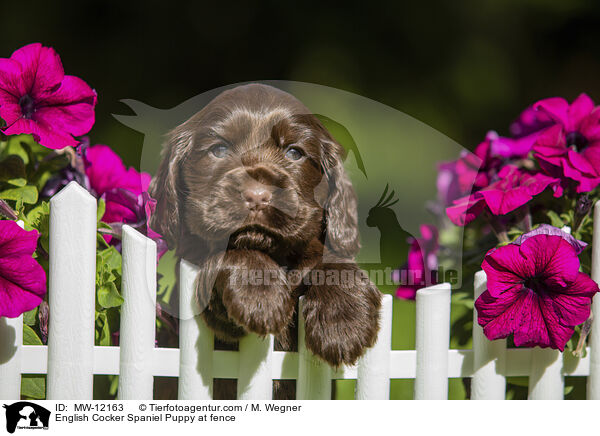 English Cocker Spaniel Puppy at fence / MW-12163