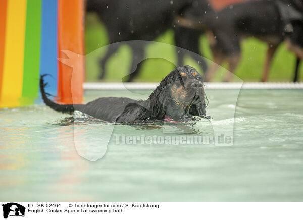 English Cocker Spaniel at swimming bath / SK-02464