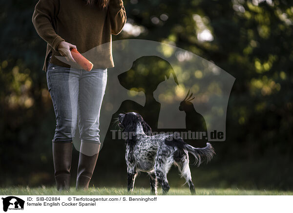 female English Cocker Spaniel / SIB-02884