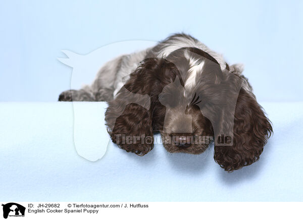 English Cocker Spaniel Puppy / JH-29682
