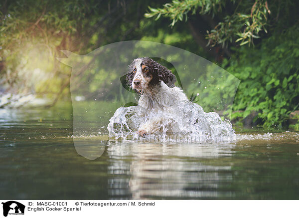 English Cocker Spaniel / MASC-01001