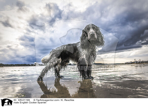 male English Cocker Spaniel / KR-01199