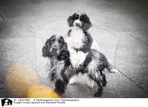 English Cocker Spaniel and Standard Poodle / LM-01669