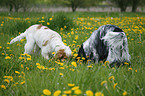 English Cocker Spaniel