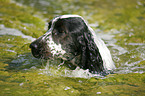 English Cocker Spaniel