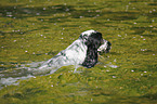 English Cocker Spaniel