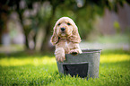 English Cocker Spaniel Puppy in bucket