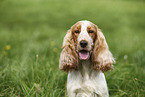 female English Cocker Spaniel