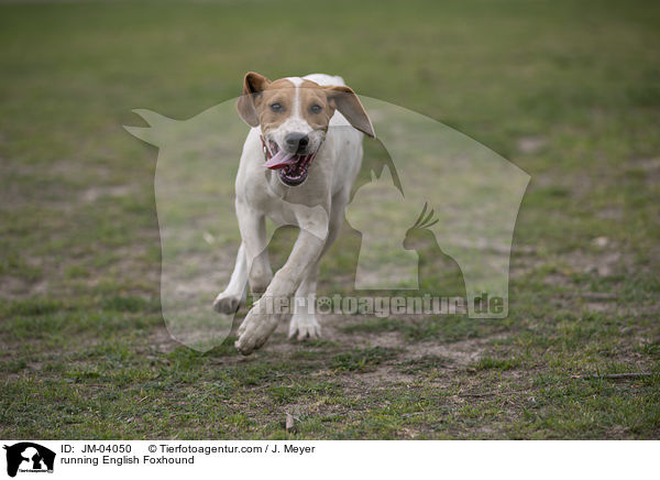running English Foxhound / JM-04050