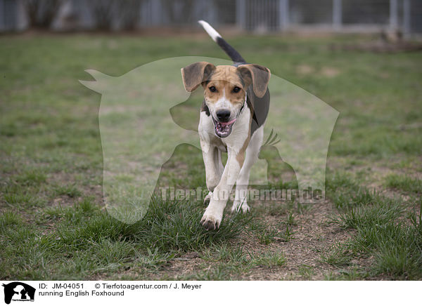 running English Foxhound / JM-04051