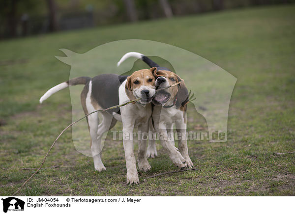 English Foxhounds / JM-04054