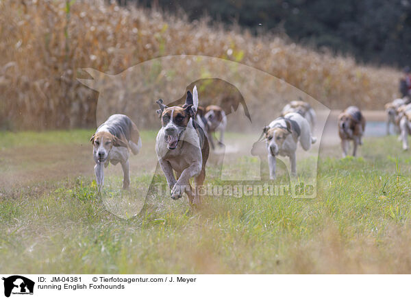running English Foxhounds / JM-04381