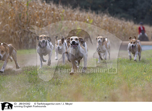 running English Foxhounds / JM-04382