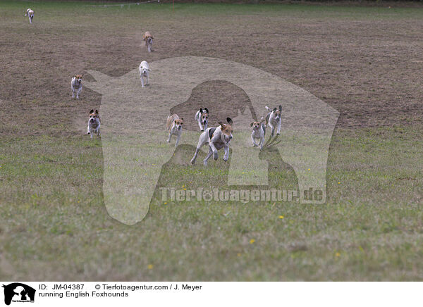 running English Foxhounds / JM-04387