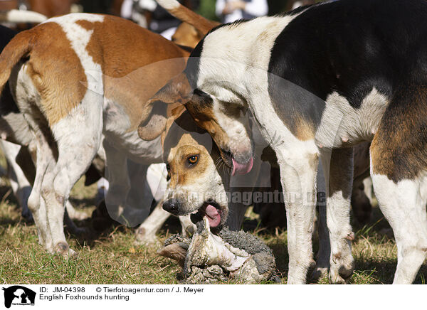 English Foxhounds bei der Jagd / English Foxhounds hunting / JM-04398