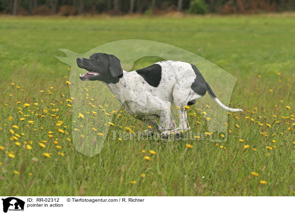 pointer in action / RR-02312