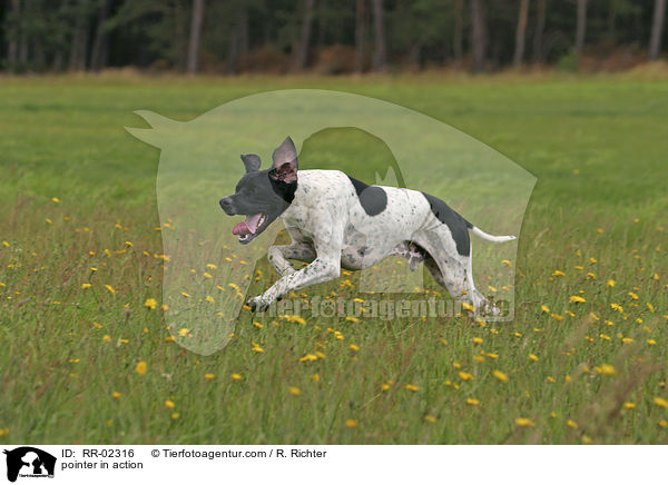 pointer in action / RR-02316