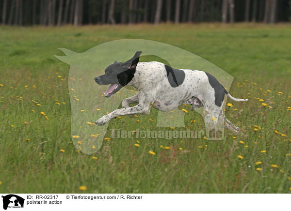 pointer in action / RR-02317