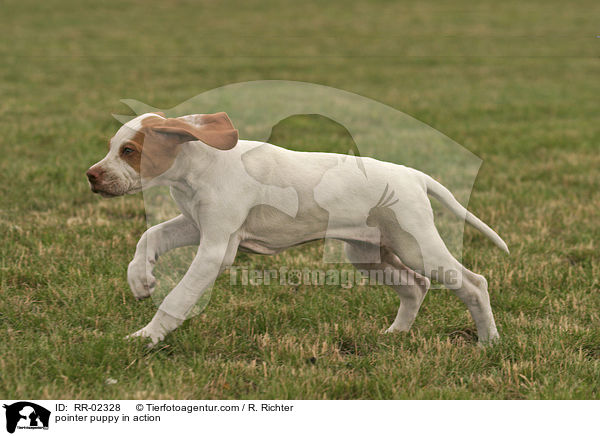 pointer puppy in action / RR-02328
