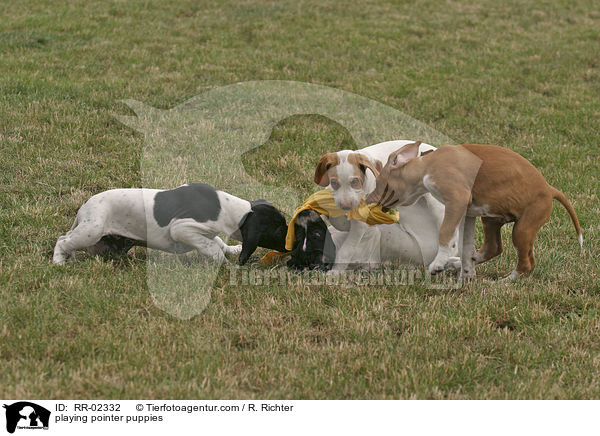 playing pointer puppies / RR-02332