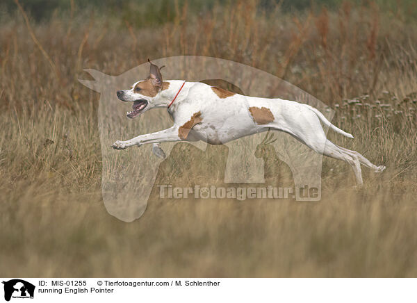 running English Pointer / MIS-01255