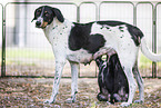 English Pointer