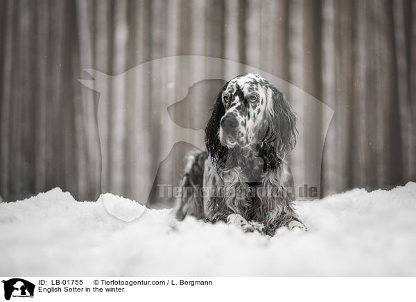 English Setter in the winter / LB-01755