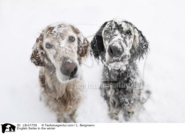 English Setter in the winter / LB-01759