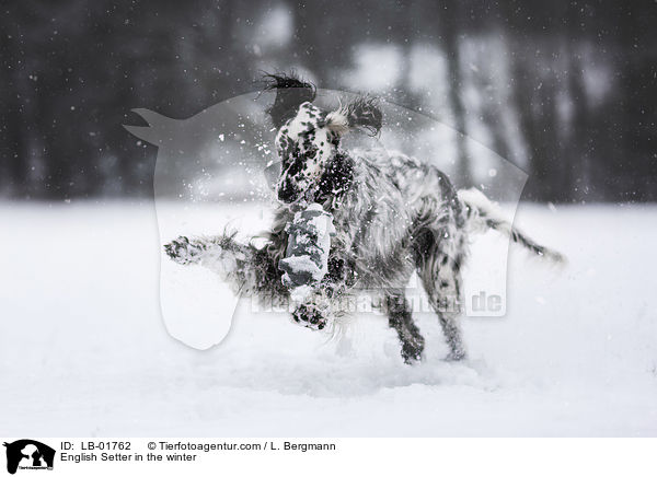 English Setter in the winter / LB-01762