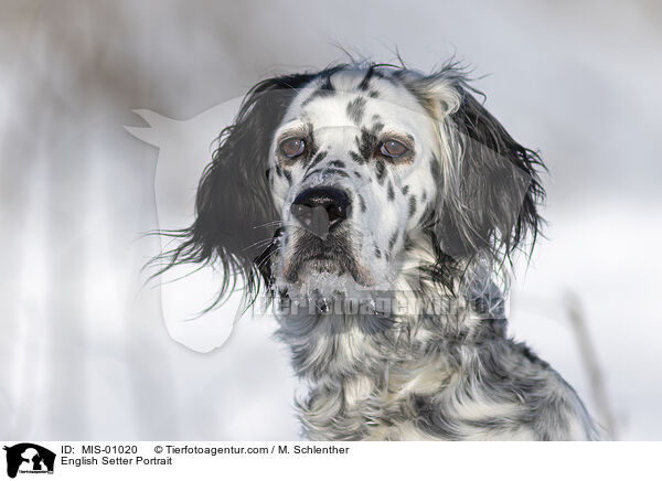 English Setter Portrait / MIS-01020