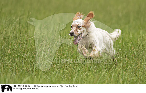 running English Setter / MIS-01247