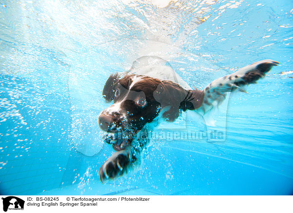 diving English Springer Spaniel / BS-08245