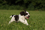 English Springer Spaniel puppy