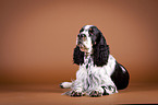 lying English Springer Spaniel