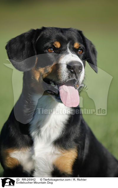 Entlebucher Sennenhund Portrait / Entlebucher Mountain Dog / RR-26942