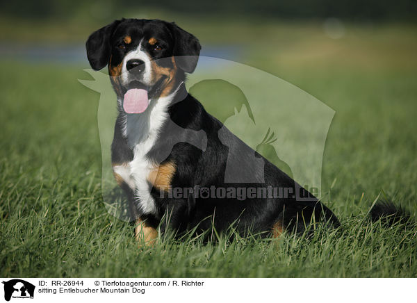 sitzender Entlebucher Sennenhund / sitting Entlebucher Mountain Dog / RR-26944
