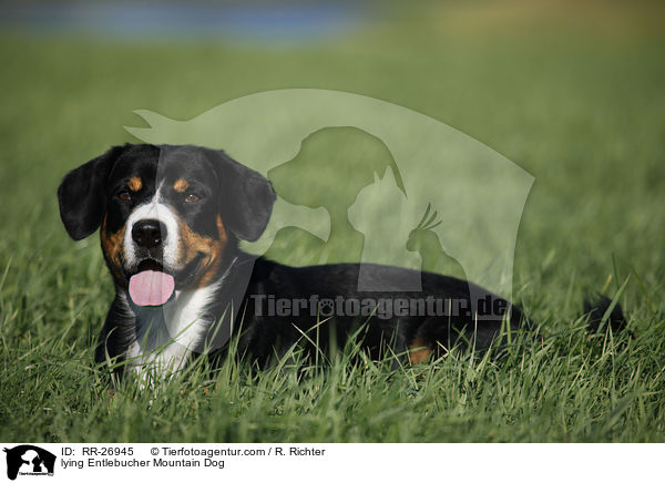 liegender Entlebucher Sennenhund / lying Entlebucher Mountain Dog / RR-26945