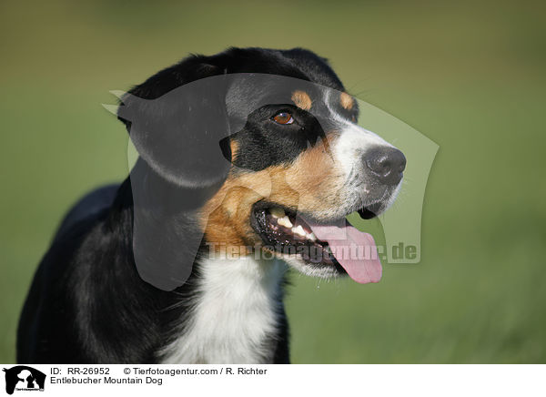 Entlebucher Sennenhund Portrait / Entlebucher Mountain Dog / RR-26952