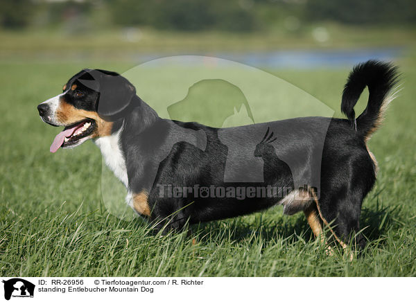 stehender Entlebucher Sennenhund / standing Entlebucher Mountain Dog / RR-26956