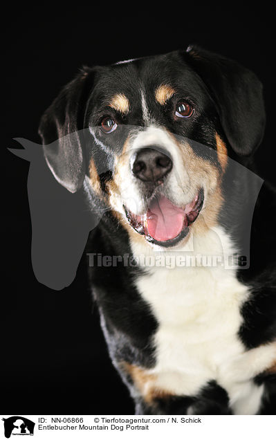 Entlebucher Sennenhund Portrait / Entlebucher Mountain Dog Portrait / NN-06866
