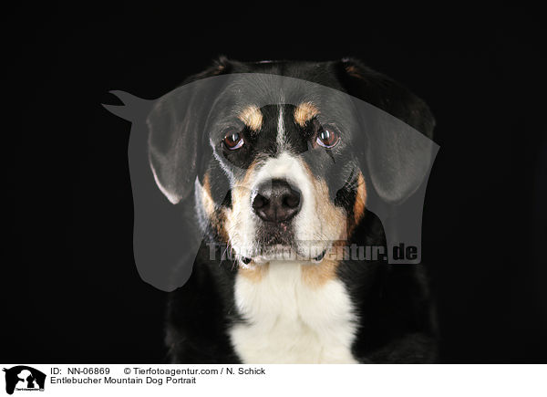 Entlebucher Mountain Dog Portrait / NN-06869