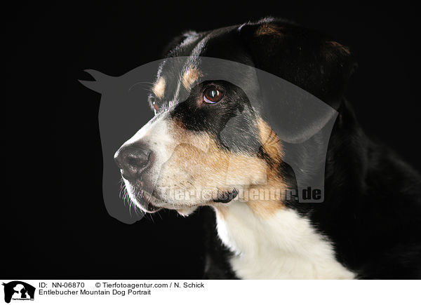 Entlebucher Sennenhund Portrait / Entlebucher Mountain Dog Portrait / NN-06870