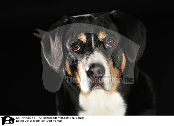 Entlebucher Mountain Dog Portrait / NN-06871