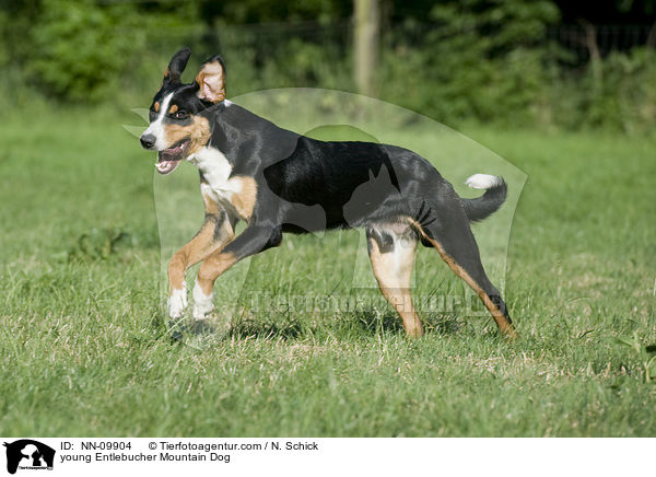 junger Entlebucher Sennenhund / NN-09904