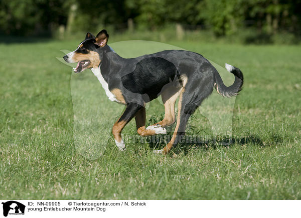 young Entlebucher Mountain Dog / NN-09905